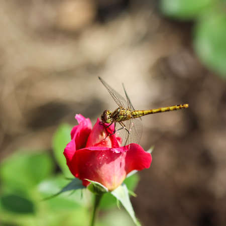 Dragonfly on a red flower rose in a sunny garden.の写真素材