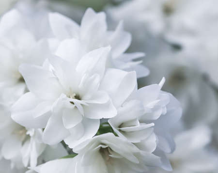 White terry jasmine flowers in the garden. Macro floral backgroundの写真素材
