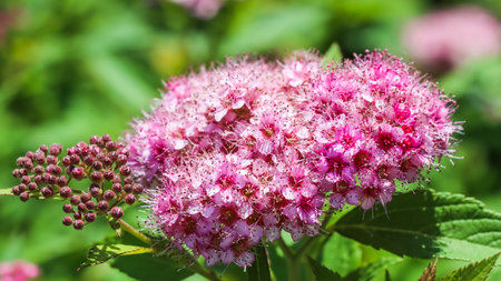 Branch of spiraea. Blooming spirea Japanese by pink flower in a summer garden.の写真素材