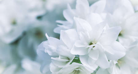 White terry jasmine flowers in the garden. Macro floral backgroundの写真素材