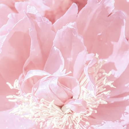 Botanical concept, invitation card - Soft focus, abstract floral background, pale pink peony flower petals. Macro flowers backdrop for holiday brand designの写真素材