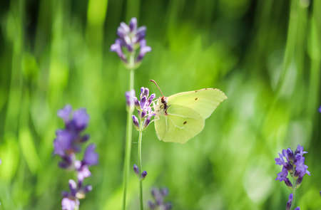 Beautiful yellow Gonepteryx rhamni or common brimstone butterfly on a purple lavender flower in a sunny garden.の写真素材