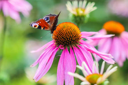 Beautiful colored European Peacock butterfly, Inachis io, Aglais io, on purple flower Echinacea in a sunny summer garden.の写真素材