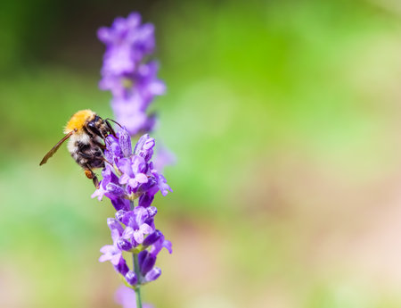 Working bee on lavender flower in summer garden. Gardening and summer vacation conceptの写真素材