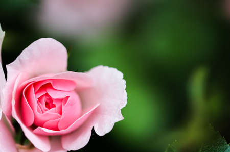 Soft pink rose Bonica with buds in the garden. Perfect for background of greeting cards for birthday, Valentines Day and Mothers Dayの写真素材