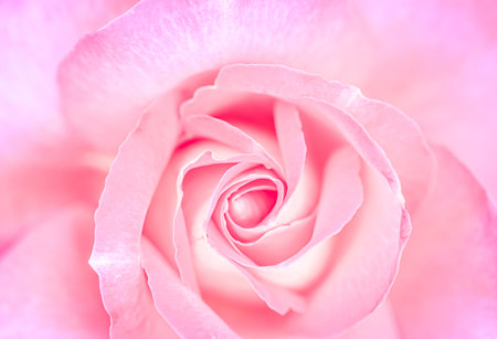 Botanical concept, wedding invitation card - Soft focus, abstract floral background, pink rose flower. Macro flowers backdrop for holiday brand designの写真素材