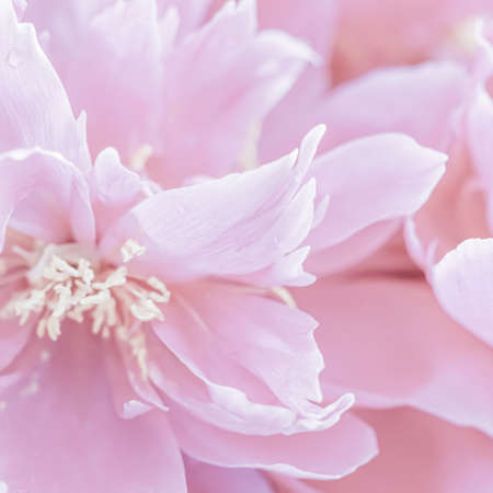 Botanical concept, invitation card - Soft focus, abstract floral background, pale pink peony flower petals. Macro flowers backdrop for holiday brand designの写真素材