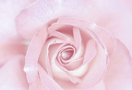 Botanical concept, wedding invitation card - Soft focus, abstract floral background, pale pink rose flower. Macro flowers backdrop for holiday brand designの写真素材