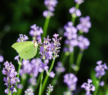 Beautiful yellow Gonepteryx rhamni or common brimstone butterfly on a purple lavender flower in a sunny garden.の写真素材