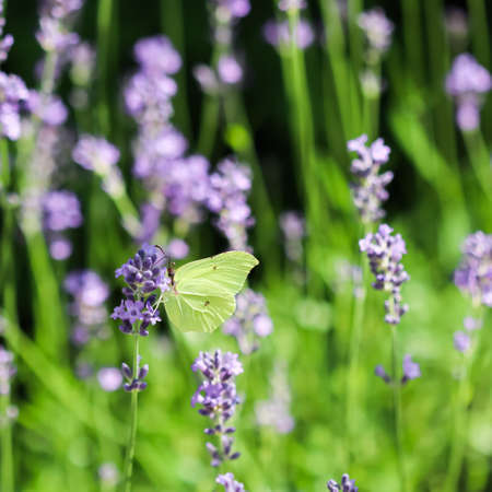 Beautiful yellow Gonepteryx rhamni or common brimstone butterfly on a purple lavender flower in a sunny garden.の写真素材