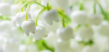 Blooming lily of the valley flowers. Natural floral background. Soft focusの写真素材