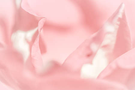 Botanical concept, wedding invitation card - Soft focus, abstract floral background, pink rose flower petals. Macro flowers backdrop for holiday designの写真素材