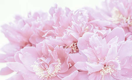 Botanical concept, invitation card - Soft focus, abstract floral background, pale pink peony flower petals. Macro flowers backdrop for holiday brand designの写真素材