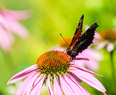 Beautiful colored European Peacock butterfly, Inachis io, Aglais io, on purple flower Echinacea in a sunny summer garden.の写真素材