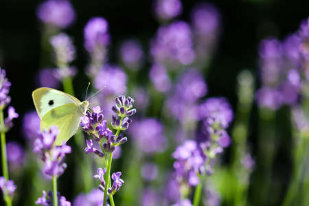 Beautiful yellow Gonepteryx rhamni or common brimstone butterfly on a purple lavender flower in a...