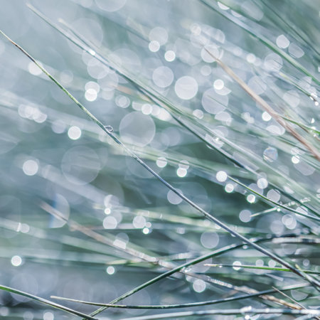 Texture, background, pattern of decorative grass Blue Fescue with rain drops. Bokeh with light reflection. Natural backdropの写真素材