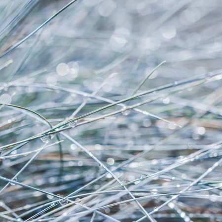 Texture, background, pattern of decorative grass Blue Fescue with rain drops. Bokeh with light...