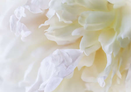 Botanical concept, invitation card - Soft focus, abstract floral background, white peony flower petals. Macro flowers backdrop for holiday brand designの写真素材
