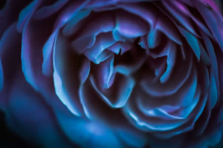 Botanical concept, wedding invitation card - Soft focus, abstract floral background, blue roses. Macro flowers backdrop for holiday brand designの写真素材