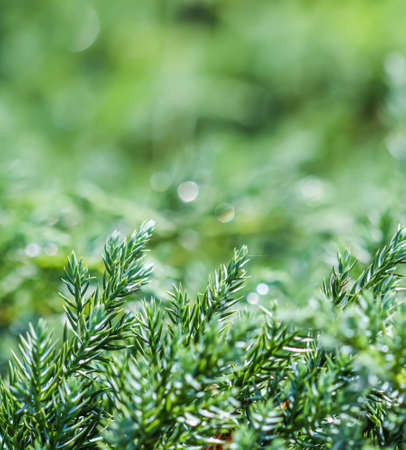 Texture, background, pattern of green branches of decorative coniferous evergreen juniper with rain drops. Bokeh with light reflection. Natural backdropの写真素材
