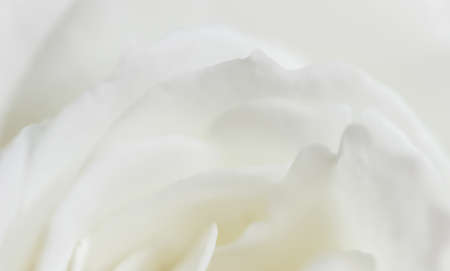 Abstract floral background, white rose flower petals. Macro flowers backdrop for holiday design. Soft focus.の写真素材
