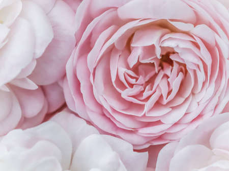 Botanical concept, wedding invitation card - Soft focus, abstract floral background, pale pink roses. Macro flowers backdrop for holiday brand designの写真素材