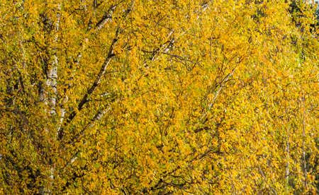 Bright yellow leaves on birch branches. Autumn backgroundの写真素材
