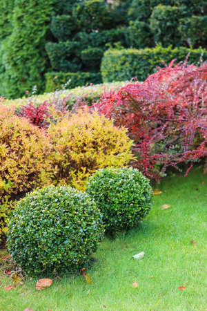 Landscaping of a garden with a green lawn, colorful decorative shrubs and shaped yew and boxwood, Buxus, in autumn. Gardening concept.の写真素材