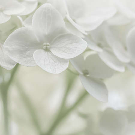 Background from white Hydrangea flowers. Hortensia in bloom.の写真素材
