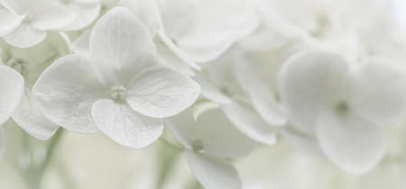 Background from white Hydrangea flowers. Hortensia in bloom.の写真素材