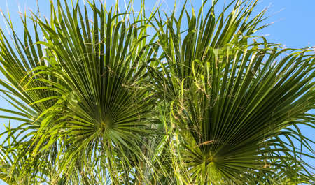 Palm leaves on blue sky background in summertime. Summer holiday and tropical nature concept.の写真素材