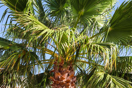 Palm tree on blue sky background in summertime. Summer holiday and tropical nature concept.の写真素材