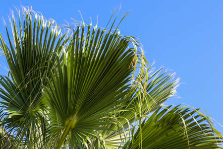 Palm leaves on blue sky background in summertime. Summer holiday and tropical nature concept.の写真素材
