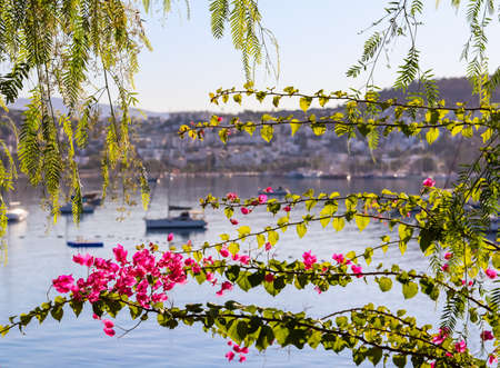 Summer vacation and coastal nature concept. Purple bougainvillea flowers on the background of the sea and boats. Bitez Bodrum Turkey.の写真素材