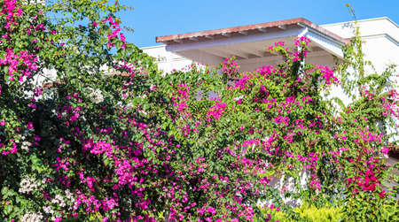 Beautiful pink and white begonville flowers on traditional summer house in Bodrum Turkey. Mediterranean plants in the gardenの写真素材