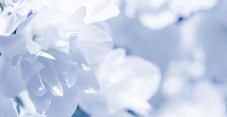 Soft focus, abstract floral background, White terry Jasmine flower petals. Macro flowers backdrop for holiday brand designの写真素材