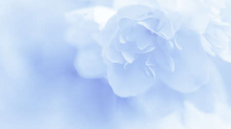 Soft focus, abstract floral background, White terry Jasmine flower petals. Macro flowers backdrop for holiday brand designの写真素材