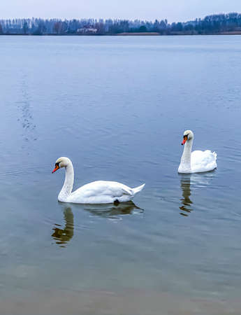 White swans swimming in the lake in autumn. High quality photoの写真素材