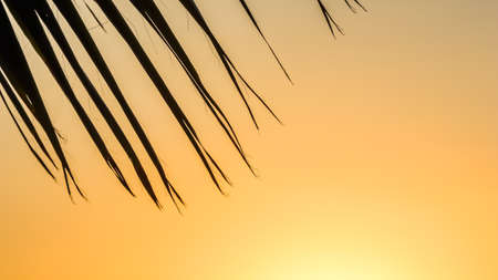 Palm leaves on background of beautiful sunset. High quality photoの写真素材