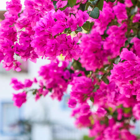 Lush bloom of pink bougainvillea. Tropical flowers background
