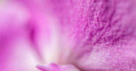 Purple orchid phalaenopsis flower fragment. Macro Floral backgroundの写真素材