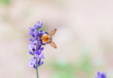 Working bee on lavender flower in summer garden