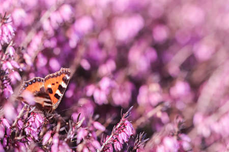 Pink Erica Carnea flowers and a butterfly in spring gardenの写真素材