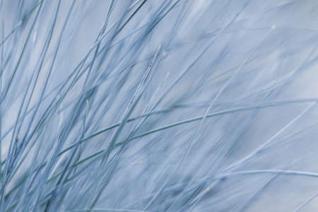 Texture, background, pattern of decorative grass Blue fescue. Blurred natural backgroundの写真素材