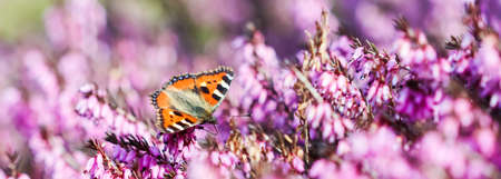 Pink Erica Carnea flowers, Winter Hit, and a butterfly in spring garden