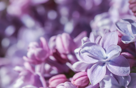 Blooming branch, purple terry Lilac flower petals. Macro flowers background for holiday designの写真素材