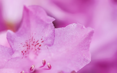 Pink Rhododendron flower petals with dew drops. Floral backgroundの写真素材