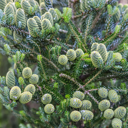 A branch of Korean fir with cones on blurred backgroundの写真素材