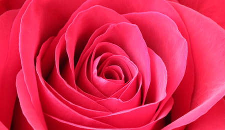 Red rose flower petals. Macro flowers background. Soft focusの写真素材