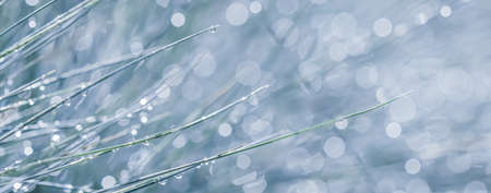 Texture, background, pattern of decorative grass Blue Fescue with rain drops. Bokeh with light reflectionの写真素材